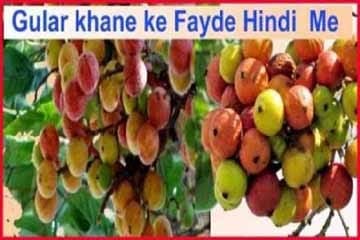 Gular Fruit Khane Ke labh