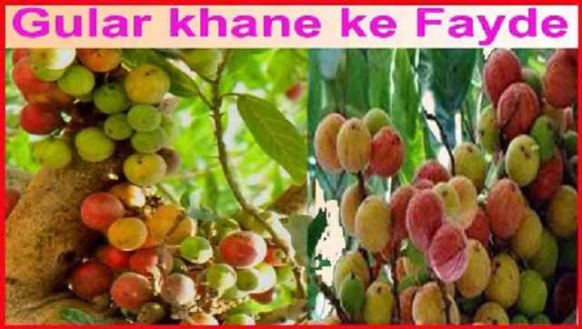 Gular Fruit Khane Ke Fayde Gun Labh or Nuksan In Hindi.