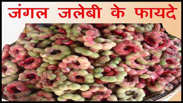जंगल जलेबी या Ganga Imli फल के गुण, फायदे और नुकसान In Hindi.
