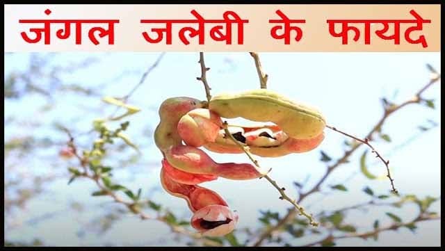 जंगल जलेबी या Ganga Imli फल के गुण, फायदे और नुकसान In Hindi. जंगल जलेबी या Ganga Imli फल के गुण, फायदे और नुकसान In Hindi.