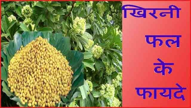 खिरनी फल के फायदे व नुकसान