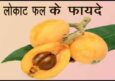 लोकाट फल के फायदे औषधीय गुण और नुकसान हिंदी में। लोकाट फल खाने के Benefits.