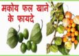 जिंदगी बदलेंगे मकोय फल के फायदे व नुकसान। Best Makoy Fruit In Hindi.