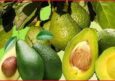 एवोकैडो फल के फायदे, औषधीय गुण व नुकसान। Avocado (Ruchira) fruit in Hindi.