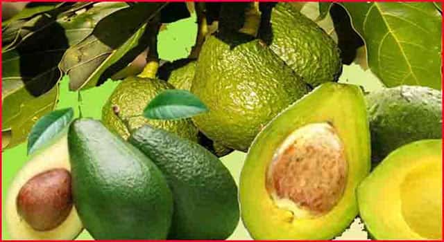एवोकैडो  फल के फायदे - Avocado Fruit HEALTH Benefits And Side Effects In Hindi.