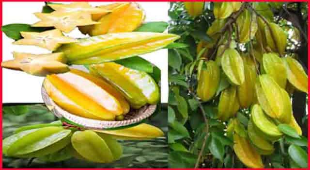 कमरख या स्टार फ्रूट खाने के फायदे - Star Fruit HEALTH Benefits And Side Effects In Hindi. कमरख या स्टार फ्रूट खाने के फायदे - Star Fruit HEALTH Benefits And Side Effects In Hindi.