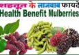 शहतूत फल के फायदे, नुकसान और औषधीय लाभ। Mulberry Benefits in Hindi.