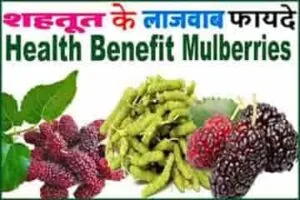 Mulberry Health Benefits Side Effects In Hindi