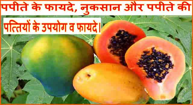 पपीता फल के फायदे, नुकसान और औषधीय लाभ। पपीता के उपयोग व पत्तों के फायदे।