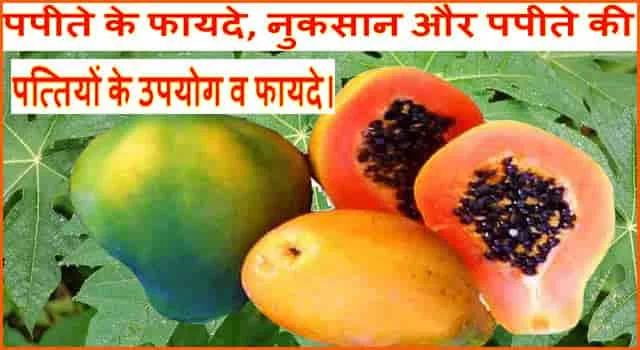 पपीता फल के फायदे, नुकसान और औषधीय लाभ। पपीता के उपयोग व पत्तों के फायदे।