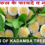 जिंदगी बदलेंगे कदम्ब के फायदे व नुकसान। Best Kadamba Tree In Hindi.
