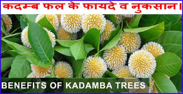 Kadamb Tree Ke के औषधीय गुण:-  Medicinal properties of Kadam tree.