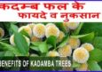 जिंदगी बदलेंगे कदम्ब पेड़ के फायदे व नुकसान। Best Kadamba Tree In Hindi.