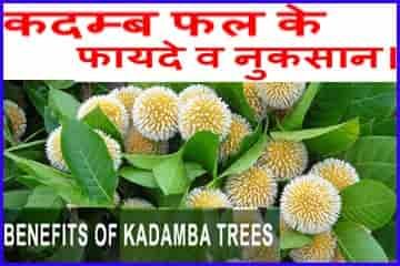 Kadam Tree Benefits: कदम्ब के पेड़, फल-फूल के लाभकारी फायदे।